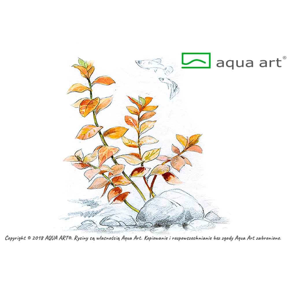 Aqua Art Ludwigia ovalis in Vitro Cup