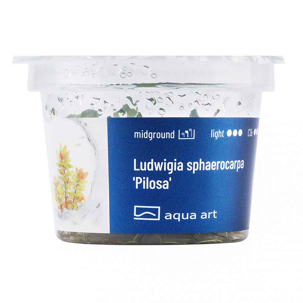 Aqua Art Ludwigia sphaerocarpa 'Pilosa' in Vitro Cup