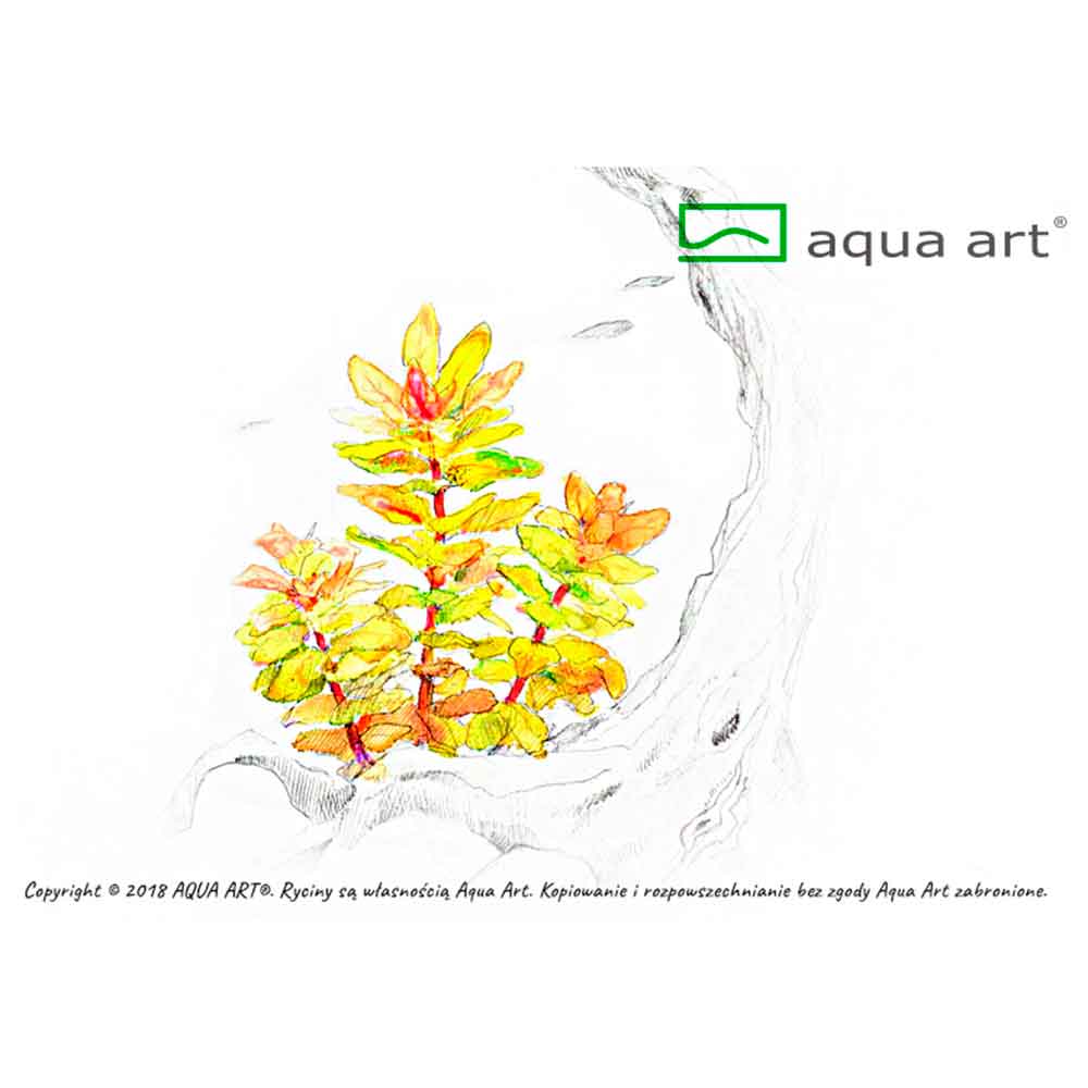 Aqua Art Ludwigia sphaerocarpa 'Pilosa' in Vitro Cup