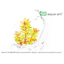 Aqua Art Ludwigia sphaerocarpa 'Pilosa' in Vitro Cup