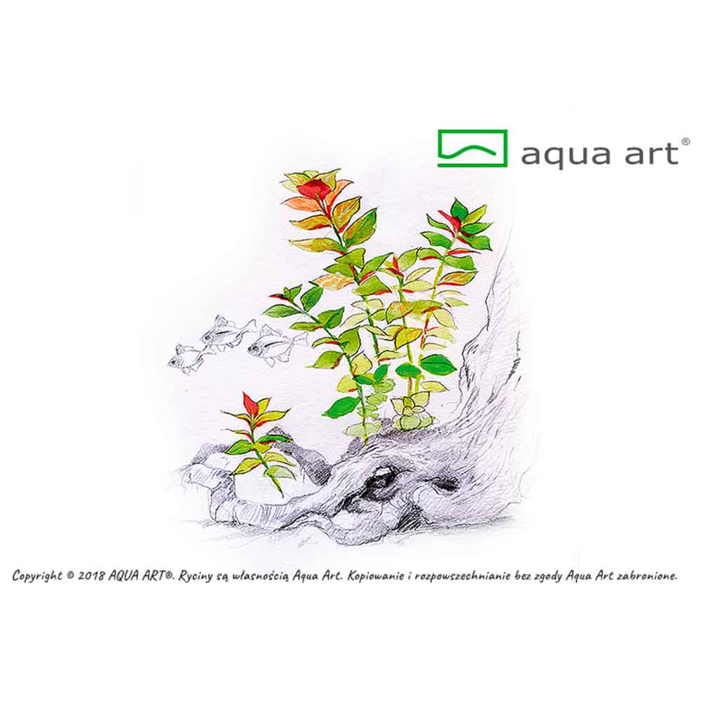 Aqua Art Ludwigia repens 'Mesakana' in Vitro Cup