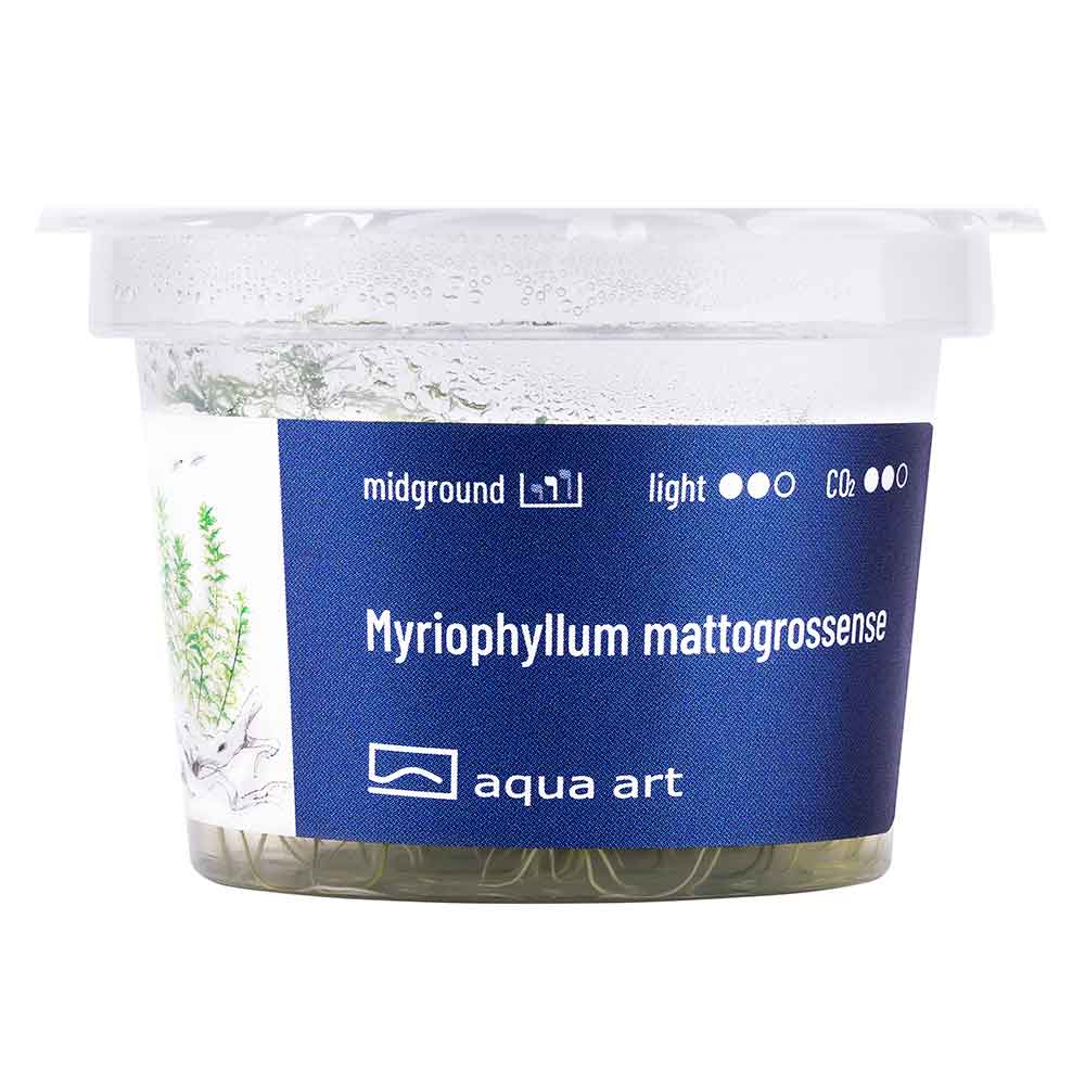 Aqua Art Myriophyllum mattogrossense in Vitro Cup