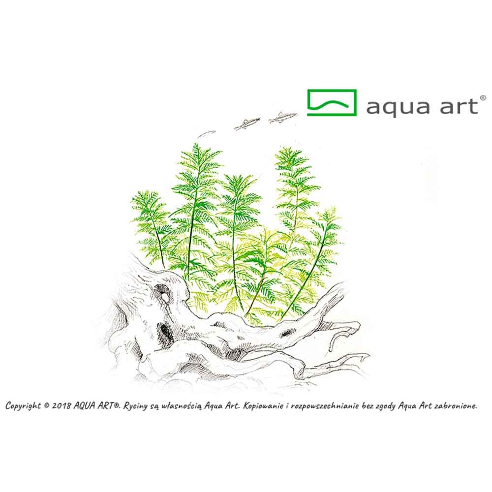 Aqua Art Myriophyllum mattogrossense in Vitro Cup