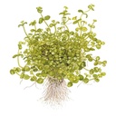 Tropica Bacopa Australis in vasetto