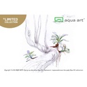Aqua Art Bucephalandra sp "Wave Leaf" in Vitro Cup