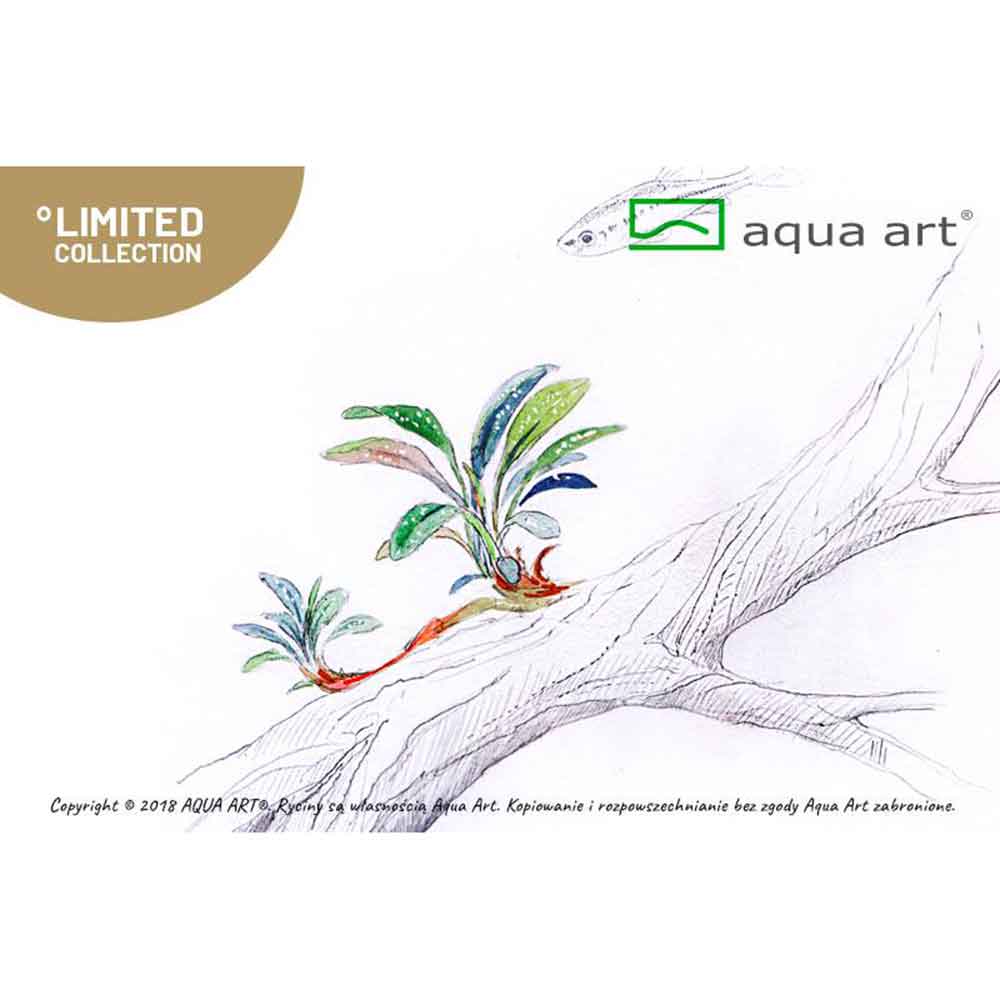 Aqua Art Bucephalandra sp. "Needle Leaf" in Cup Vitro