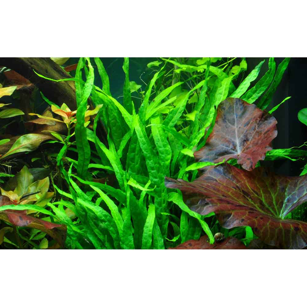 Tropica Microsorum Pteropus "Narrow" in vasetto
