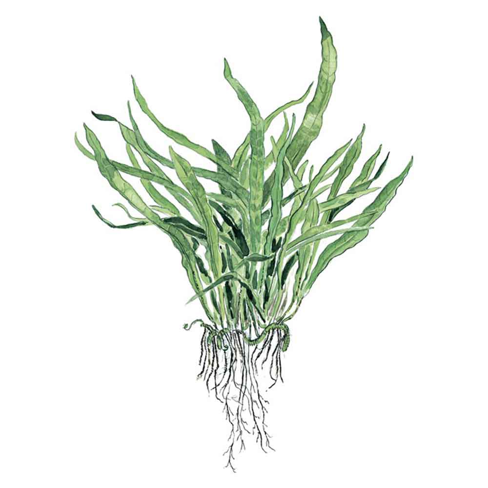 Tropica Microsorum Pteropus "Narrow" in vasetto