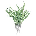 Tropica Microsorum Pteropus "Narrow" in vasetto