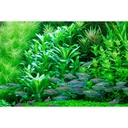 Tropica Lobelia Cardinalis in vasetto