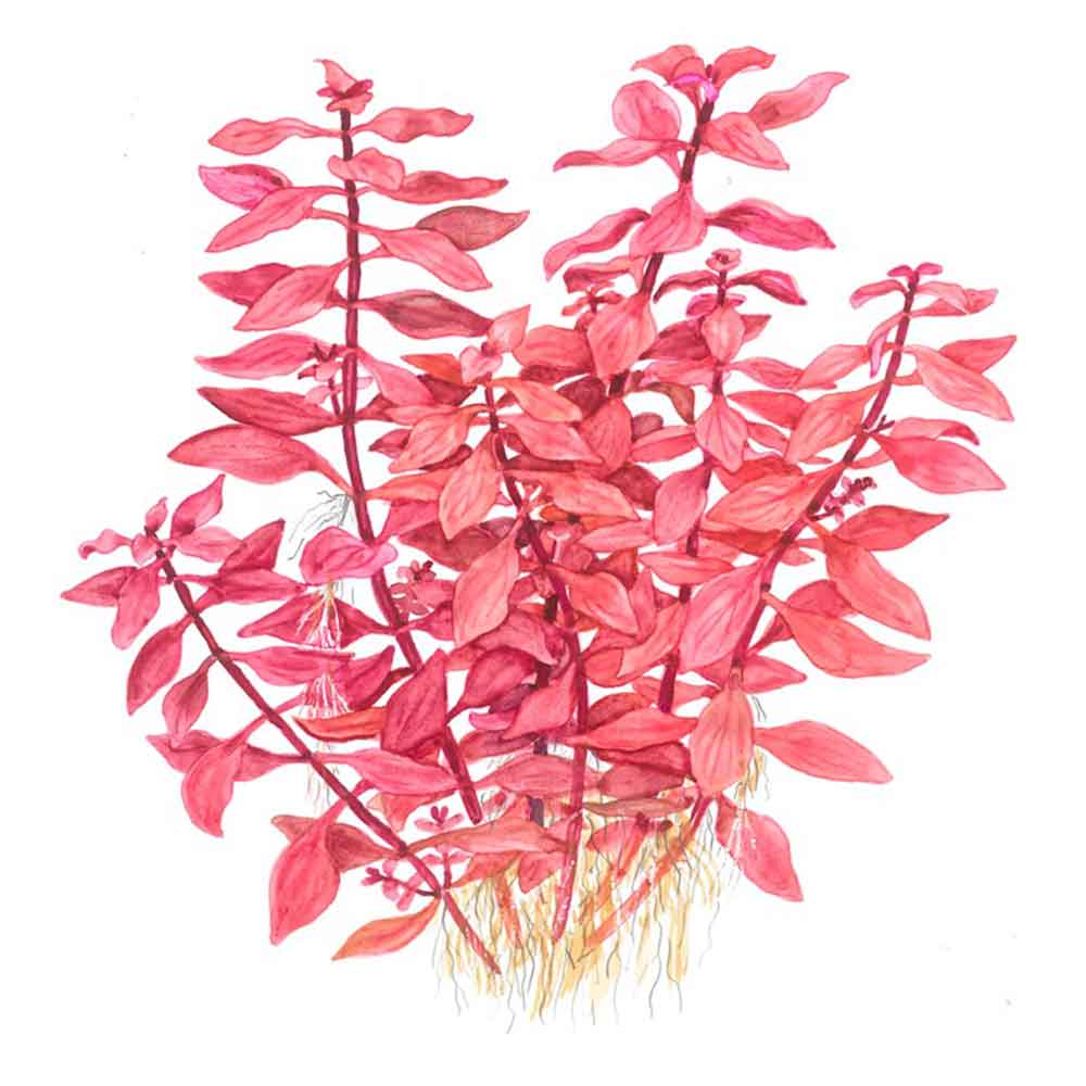 Tropica Ludwigia palustris &quot;Super red&quot; in vasetto