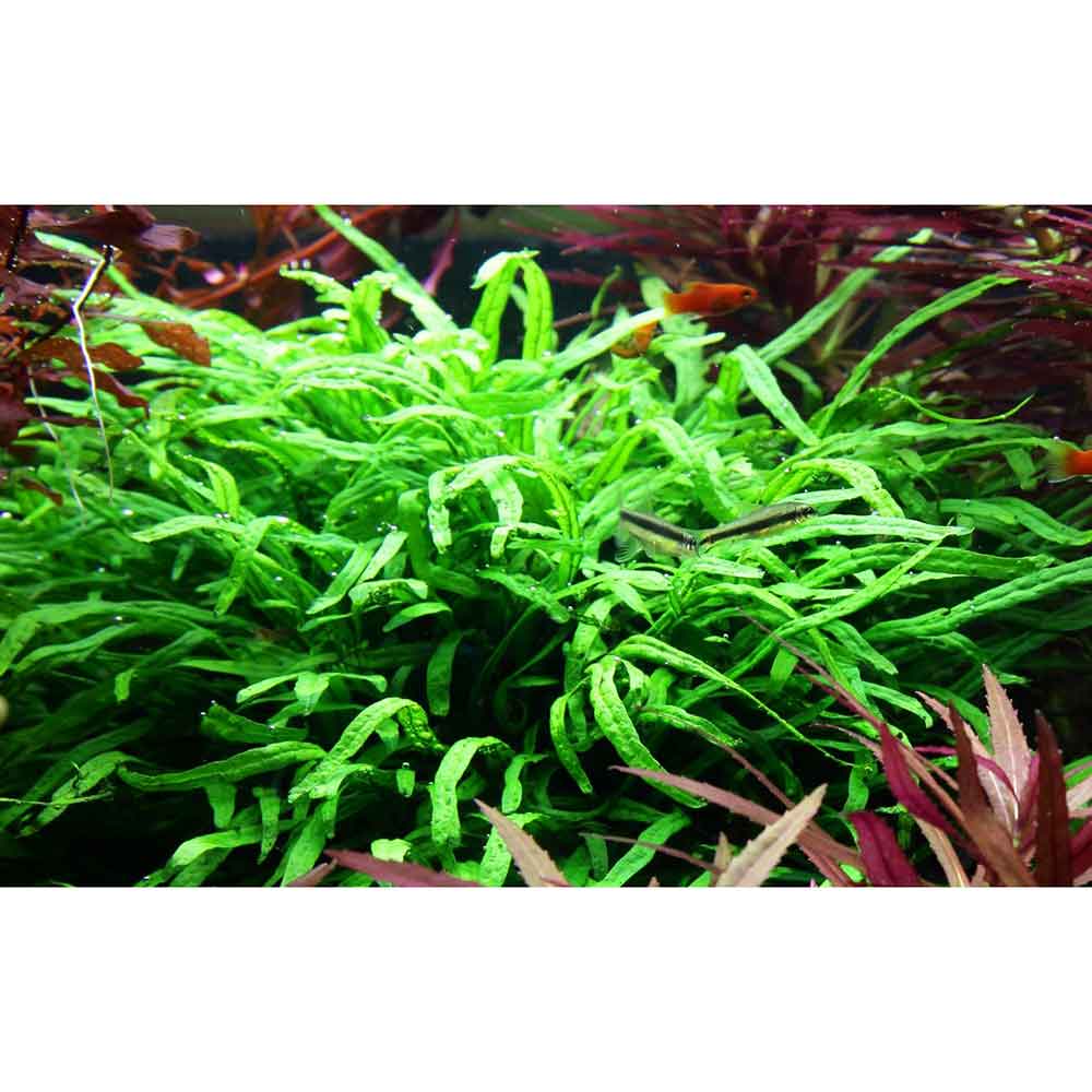 Tropica Microsorum Pteropus "'Trident" in vasetto
