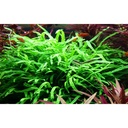 Tropica Microsorum Pteropus "'Trident" in vasetto