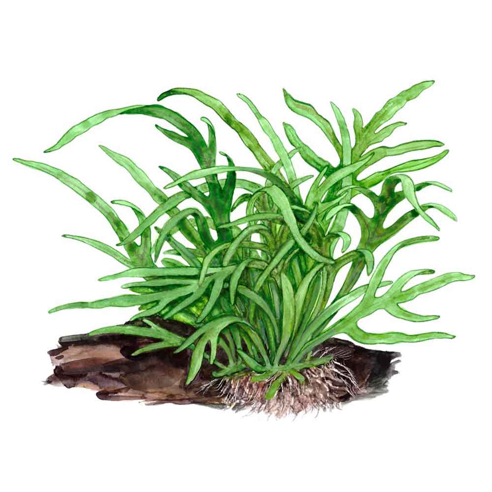 Tropica Microsorum Pteropus "'Trident" in vasetto