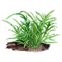 Tropica Microsorum Pteropus "'Trident" in vasetto