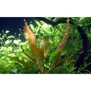 Tropica Echinodorus "Rosè" in vasetto