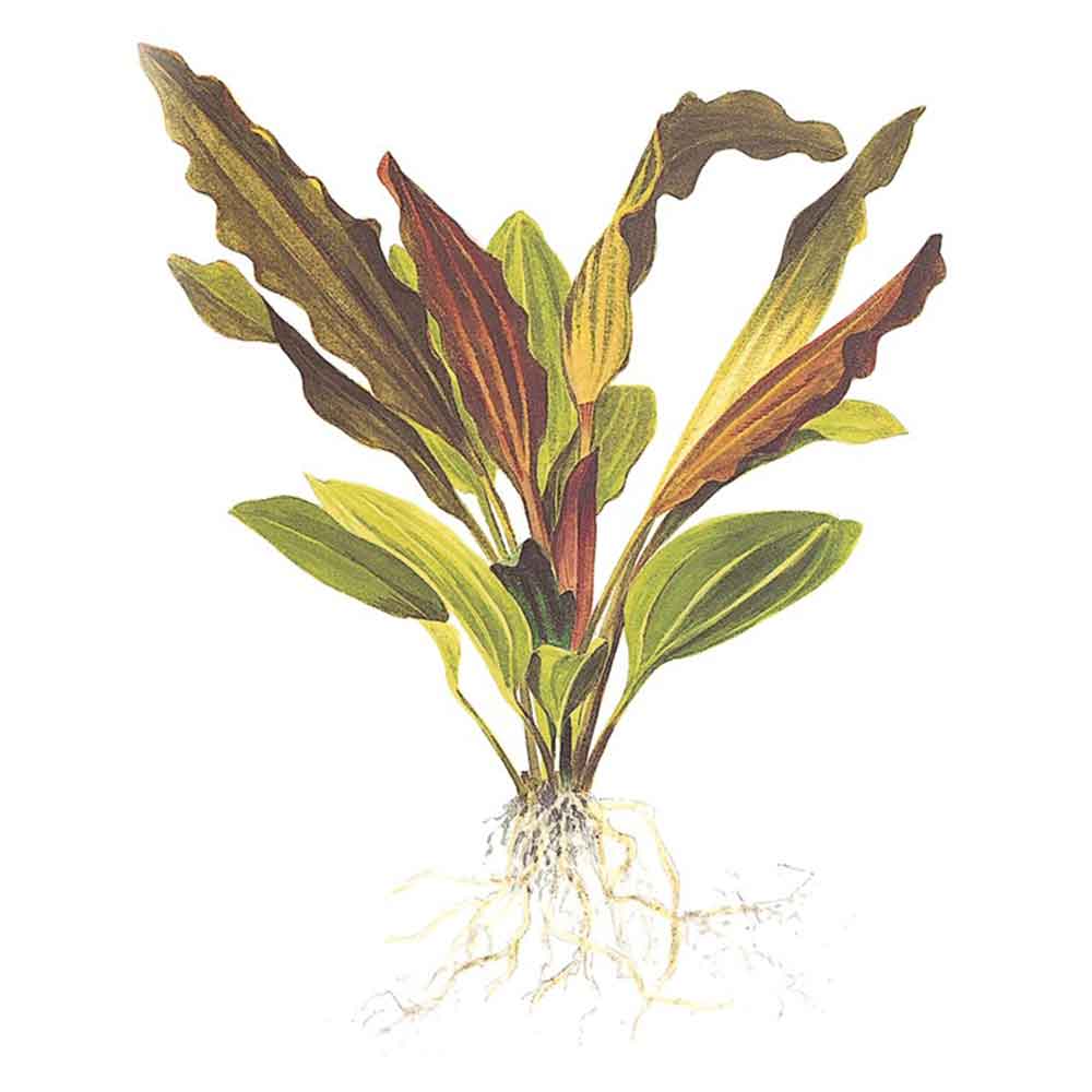 Tropica Echinodorus "Rosè" in vasetto