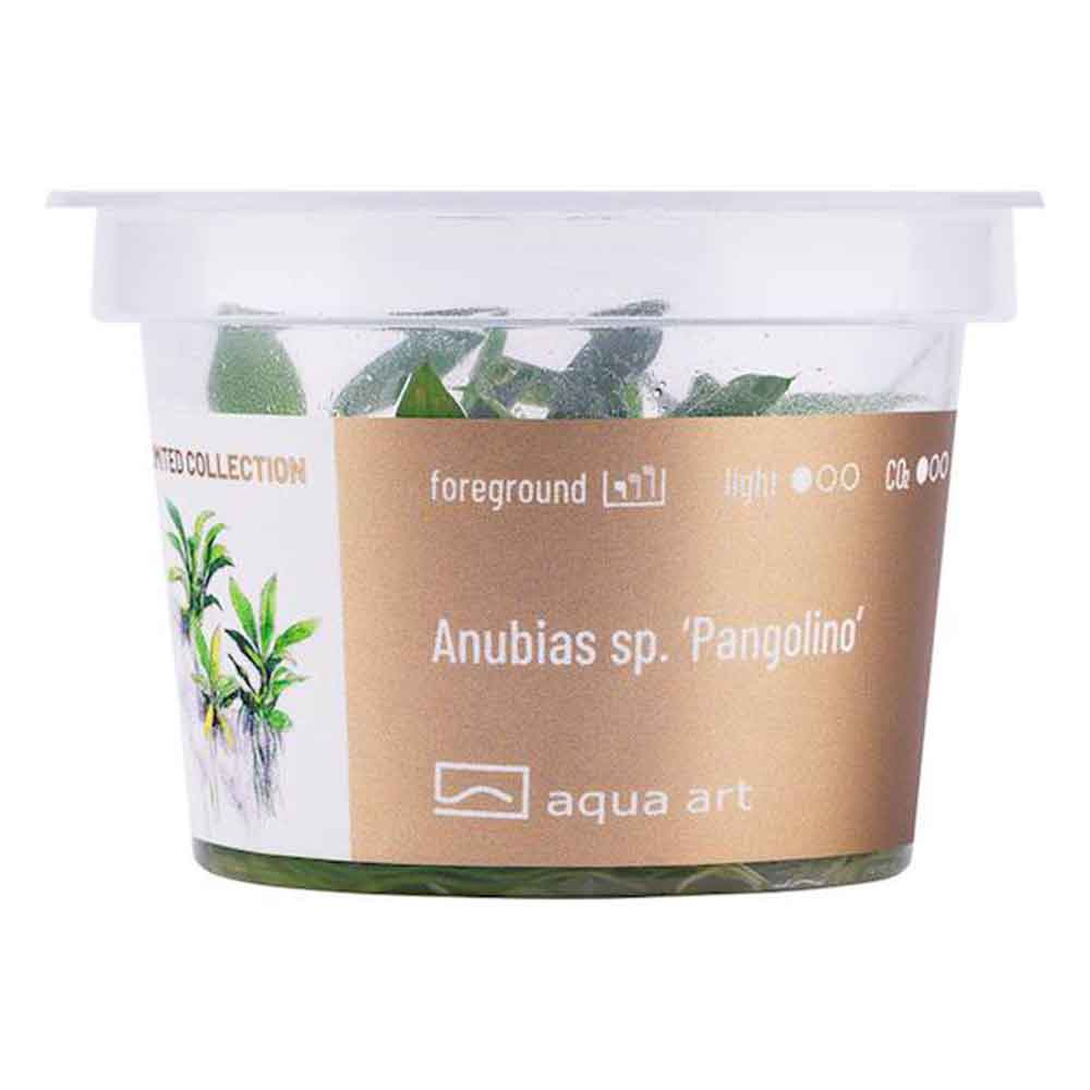 Aqua Art Anubias sp. "Pangolino" in Cup Vitro