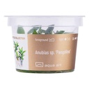 Aqua Art Anubias sp. "Pangolino" in Cup Vitro