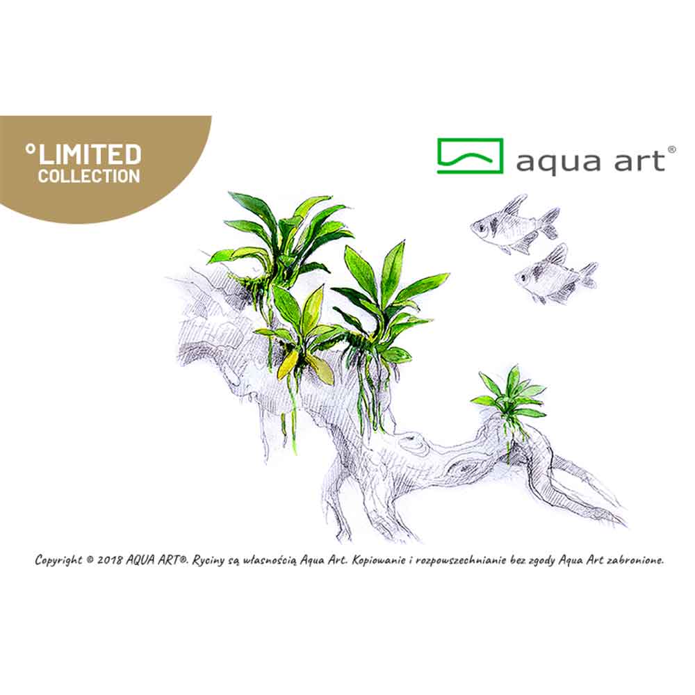Aqua Art Anubias sp. "Pangolino" in Cup Vitro