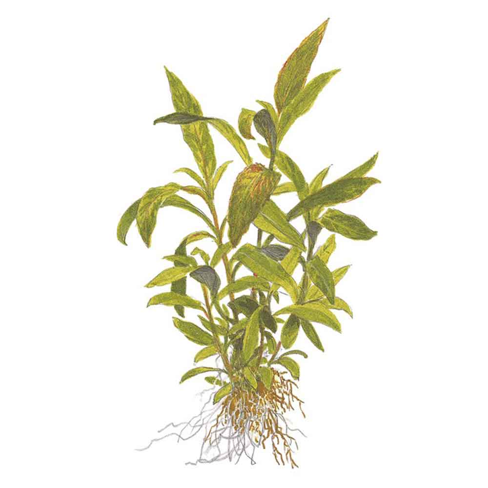 Tropica Hygrophila Corymbosa "Siamensis" in vasetto