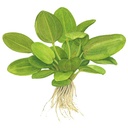 Tropica Echinodorus Aquartica in vasetto