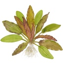 Tropica Echinodorus Red Diamond in vasetto