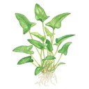 Tropica Anubias Gracilis in vasetto