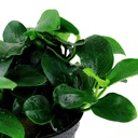 Tropica Anubias Barteri Nana "Petite"in vasetto