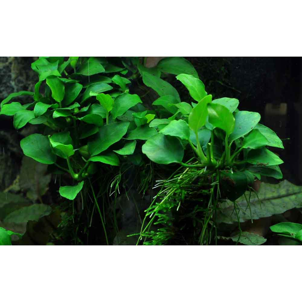 Tropica Anubias Barteri Nana "Petite"in vasetto