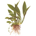 Tropica Anubias Glabra "Angustifolia" in vasetto
