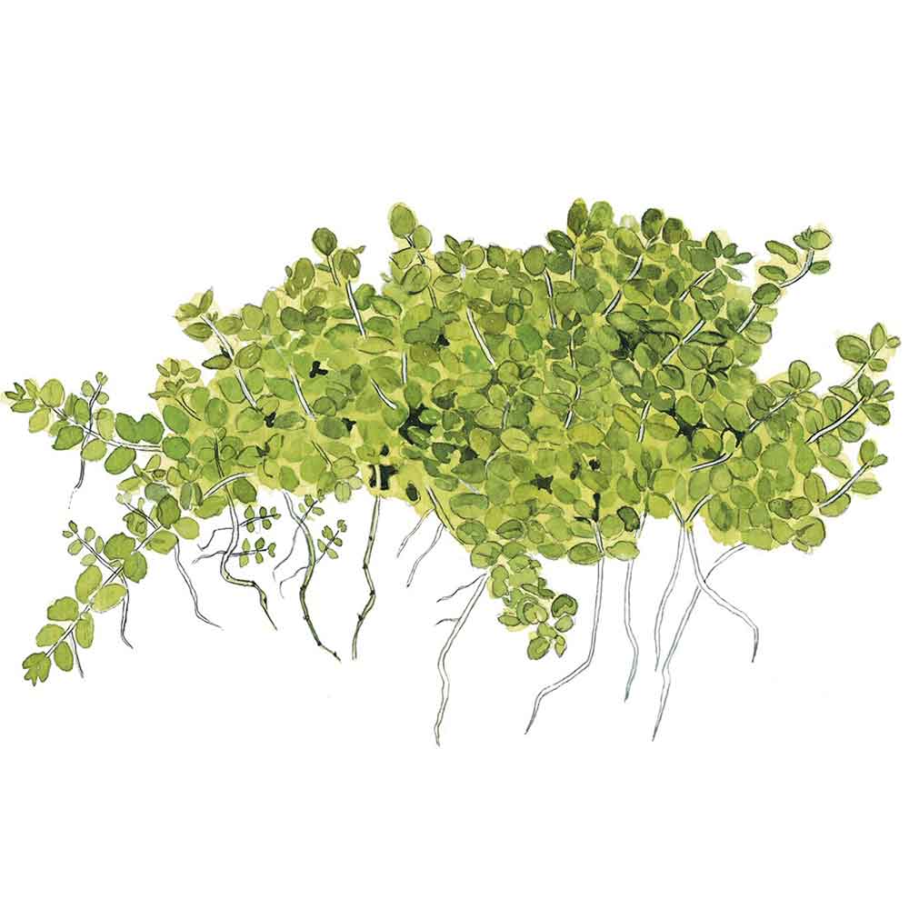Tropica Hemianthus Callitrichoides "Cuba" in vasetto