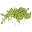 Tropica Hemianthus Callitrichoides "Cuba" in vasetto