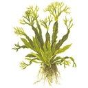Tropica Microsorum Pteropus "'Windelov" in vasetto