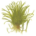 Tropica Lilaeopsis Brasiliensis in vasetto