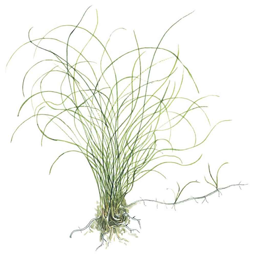 Tropica Eleocharis "Parvula" in vasetto