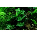 Tropica Anubias Barteri Nana in vasetto