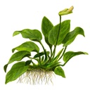 Tropica Anubias Barteri Nana in vasetto