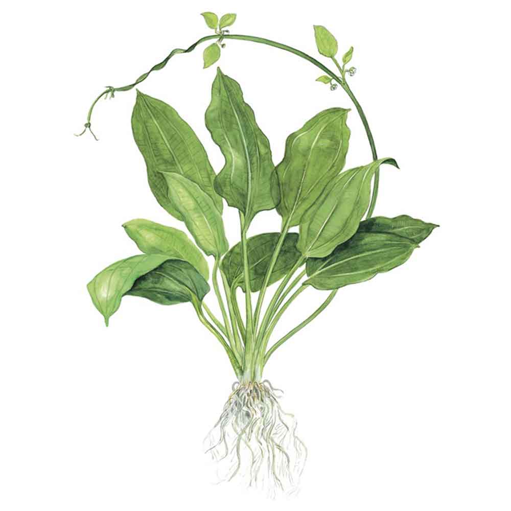 Tropica Echinodorus Bleheri "Paniculatus" in vasetto