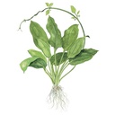Tropica Echinodorus Bleheri "Paniculatus" in vasetto