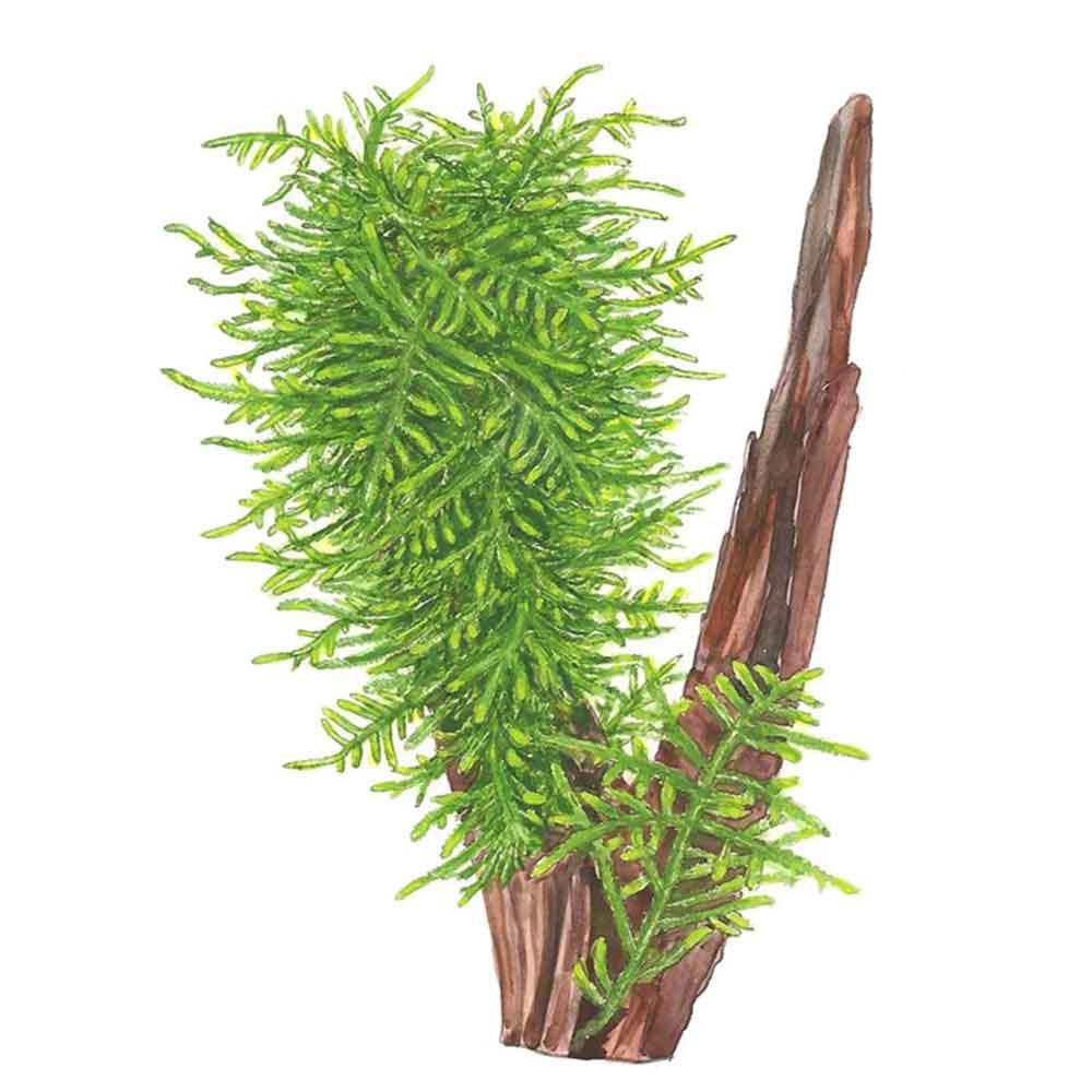 Tropica Taxiphyllum Spiky in porzione
