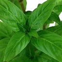 Tropica Single Package Staurogyne repens in vasetto