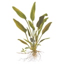 Tropica Single Package Cryptocoryne Willisii vasetto