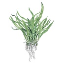 Tropica Single Package Microsorium Pteropus narrow vasetto