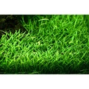 Tropica Single Package Lilaeopsis Brasiliensis vasetto