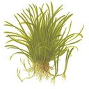 Tropica Single Package Lilaeopsis Brasiliensis vasetto