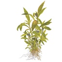 Tropica Single Package Hygrophila Siamensis 53B vasetto
