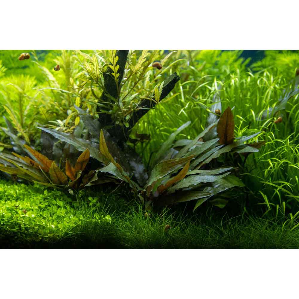 Tropica Single Package Cryptocoryne Beckettii &quot;Petchii&quot; vasetto