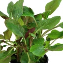 Tropica Single Package Lobelia Cardinalis vasetto