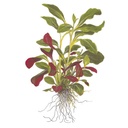 Tropica Single Package Lobelia Cardinalis vasetto